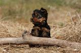 YORKSHIRE TERRIER 492